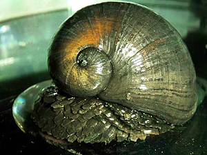 CARACOL METÁLICO