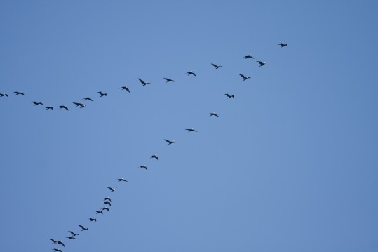 Great_cormorant_flock